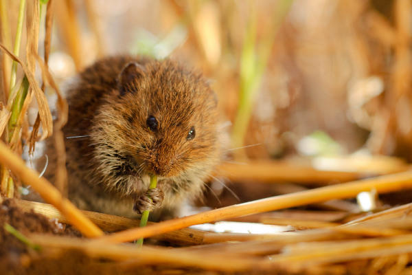 Eine Rötelmaus sitzt zwischen Strohhalmen und frisst an einem Grashalm.