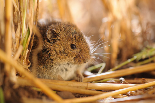 Rötelmaus zwischen trockenen Strohhalmen in einem Feld