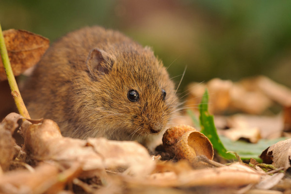 Rötelmaus in herbstlichem Laub, Europa