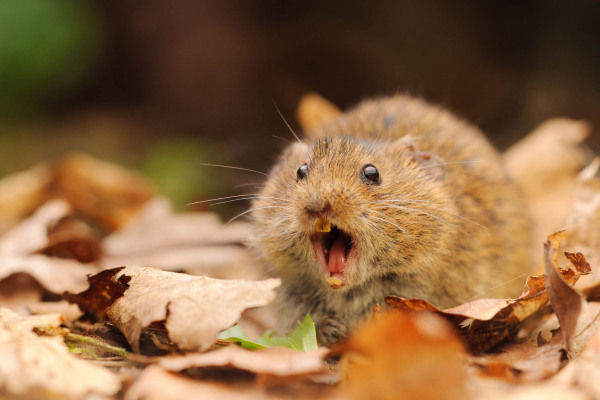 Rötelmaus mit offenem Maul zwischen Herbstlaub, frontal fotografiert.