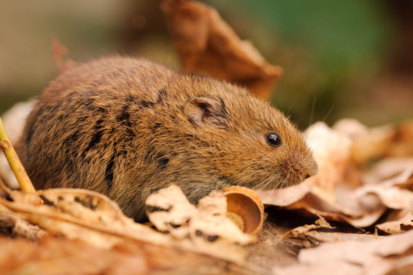 Eine Rötelmaus sitzt auf herbstlichen Blättern am Waldboden.