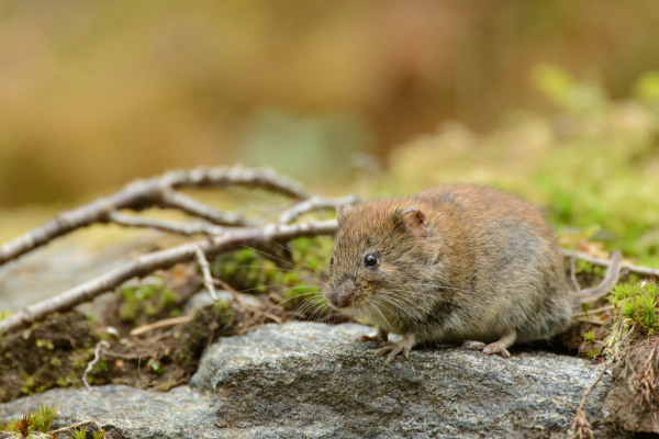 Rötelmaus sitzt auf einem Stein im Waldunterholz.