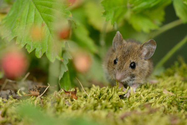 Waldmaus auf moosigem Boden unter Blättern, Europa, Sommer.
