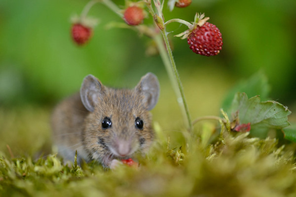 Waldmaus beißt in eine Walderdbeere auf moosigem Untergrund.