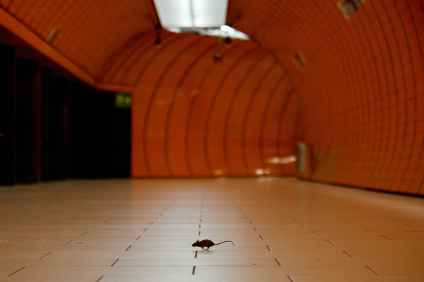 Hausmaus läuft durch einen orangefarbenen U-Bahn-Tunnel.
