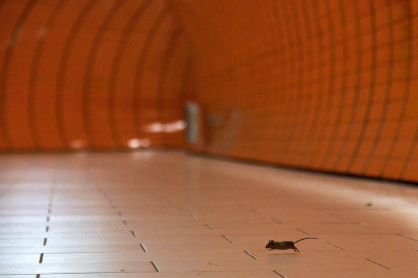 Eine Hausmaus läuft über den Boden eines U-Bahnhofs.