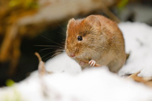 Rötelmaus