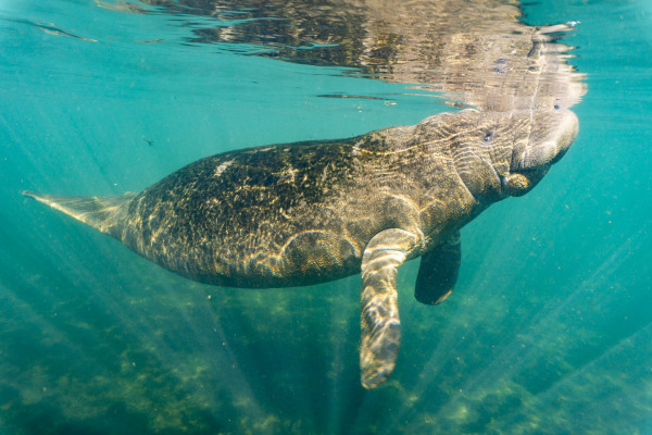 Karibik-Manati schwimmt ruhig durch klares, blaues Wasser.