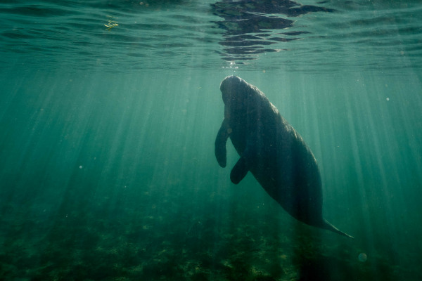 Karibik-Manati schwimmt elegant im klaren, sonnenbeschienenen Wasser.