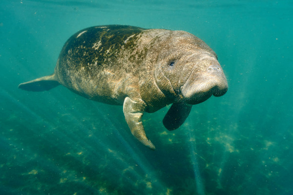 Ein Karibik-Manati schwimmt friedlich in klarem Meerwasser.