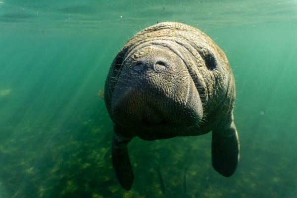 Manati schwimmt unter Wasser mit sichtbarem Gesicht und Flossen.