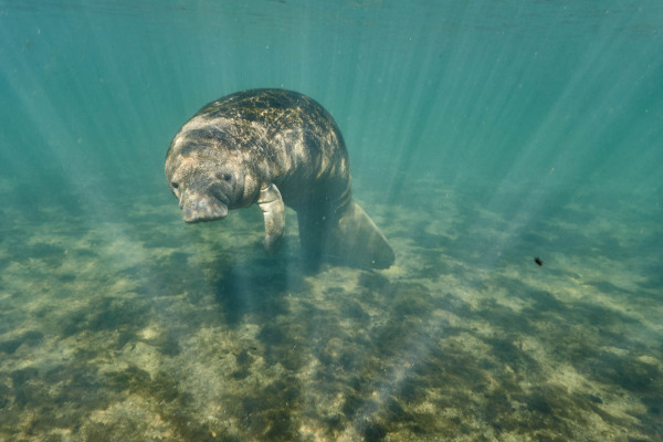 Ein Karibik-Manati schwimmt im klaren Wasser, umgeben von Sonnenstrahlen.
