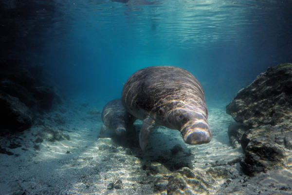 Zwei Karibik-Manatis schwimmen unter Wasser in klarem, blauem Licht.