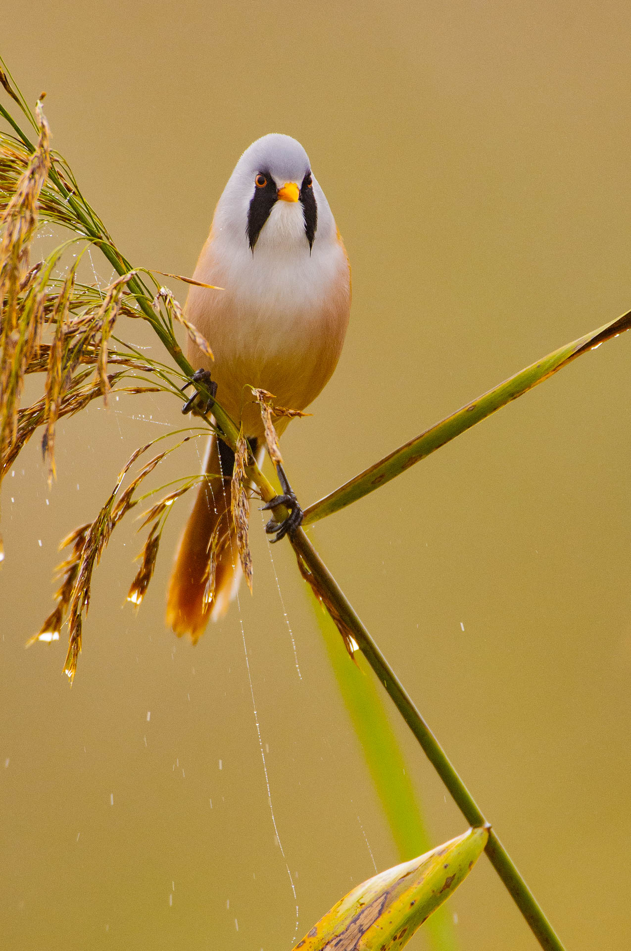 Bartmeise auf einem Schilfrohr in natürlicher Umgebung.