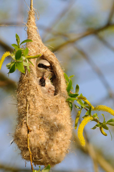 Beutelmeise beim Nestbau
