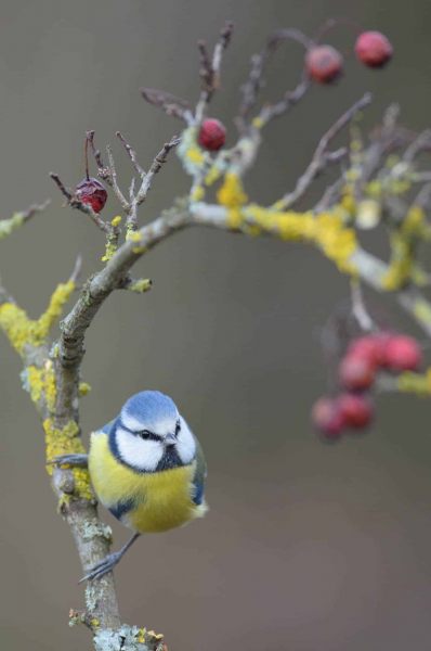 Blaumeise