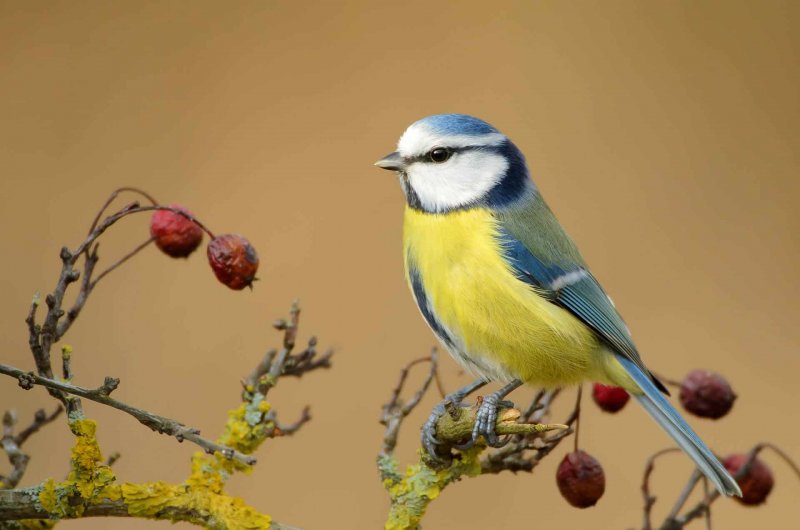 Blaumeise