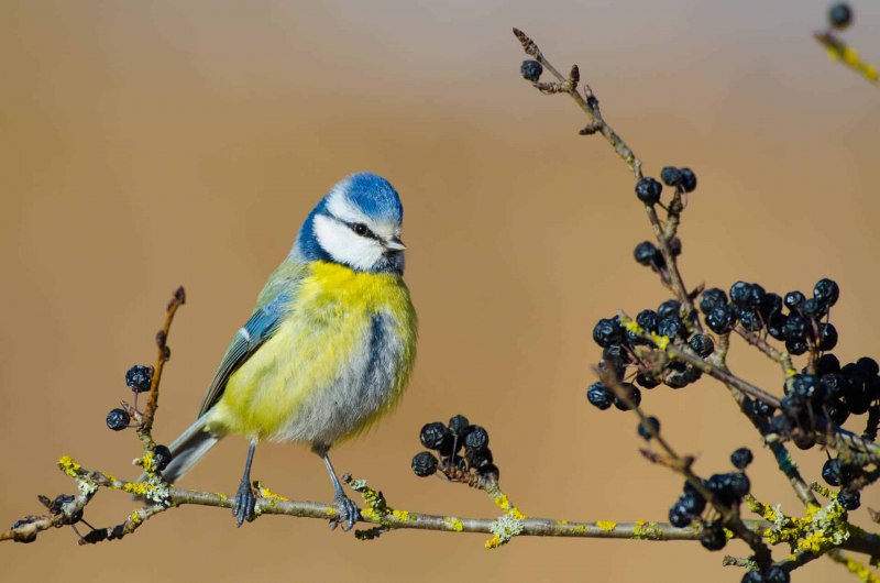 Blaumeise