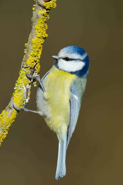 Blaumeise