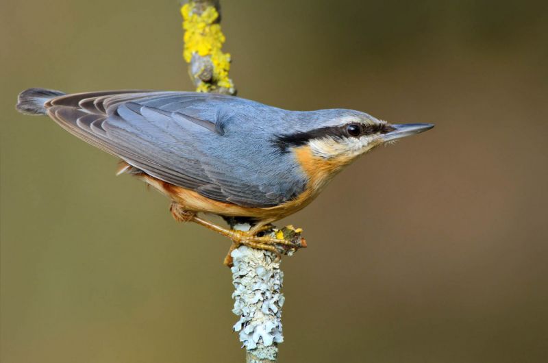 Ein Kleiber sitzt auf einem bemoosten Ast, seitlich betrachtet.