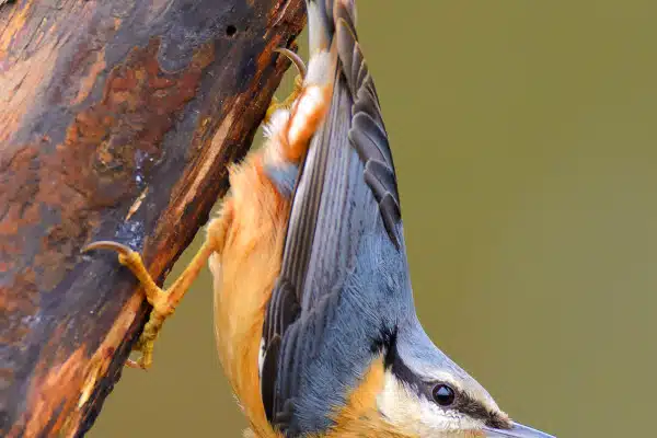 Ein Kleiber klettert kopfüber an einem Baumstamm.