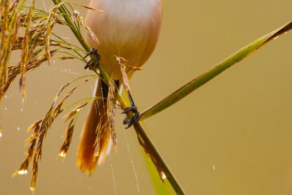 Bartmeise auf einem Schilfrohr in natürlicher Umgebung.