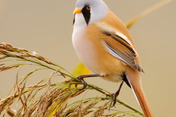 Bartmeise sitzt auf einem Schilfhalm in einem Feuchtgebiet.