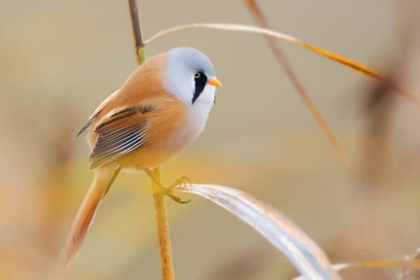 Bartmeise mit farbigem Gefieder sitzt im Schilf.