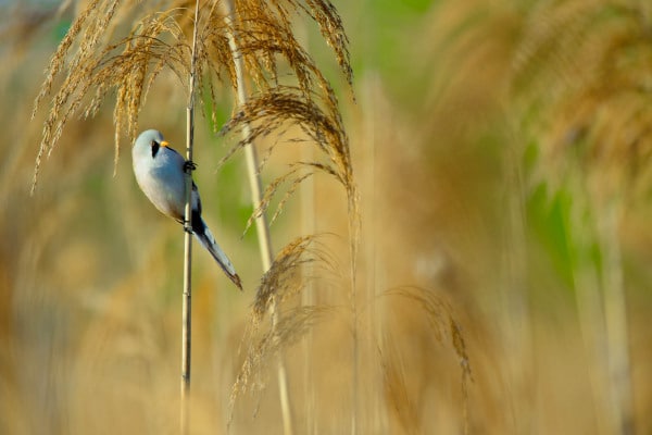 Bartmeise hält sich an einem Schilfhalm in einem feuchten Lebensraum fest.