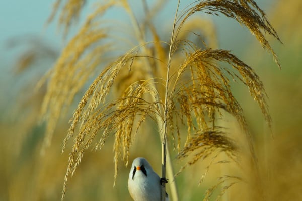 Bartmeise sitzt im Schilf, teilweise verdeckt, mit gelbbraunem Hintergrund.