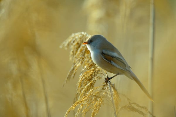 Bartmeisenweibchen sitzt im Schilf und sucht nach Nahrung.