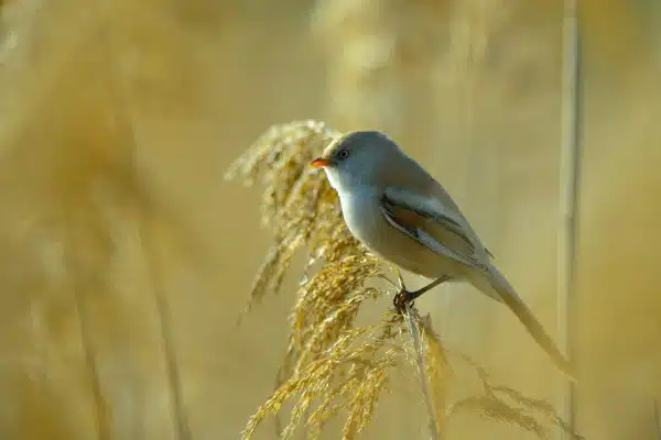 Bartmeisenweibchen sitzt im Schilf und sucht nach Nahrung.