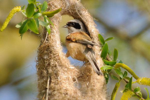 Beutelmeise beim Bau eines hängenden Nestes in einem Schilfrohr.