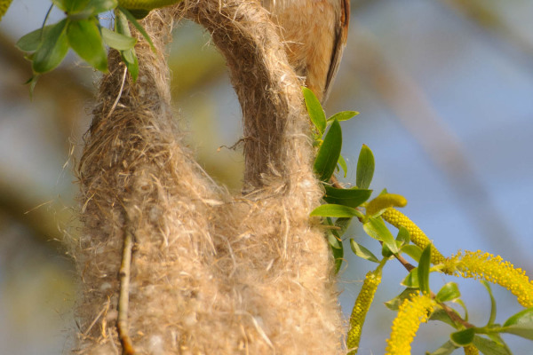 Beutelmeise baut kunstvolles Nest aus Pflanzenmaterialien.