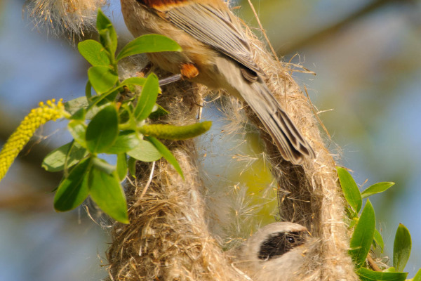 Beutelmeise baut kunstvolles Nest mit Küken darin, umgeben von Grün.