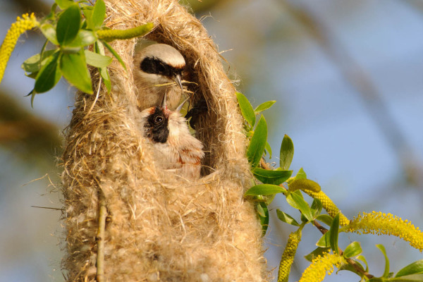 Beutelmeise füttert Jungvogel im kunstvoll geflochtenen Nest.