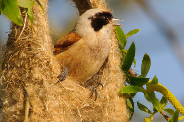 Beutelmeise baut kunstvoll ein hängendes Nest aus Pflanzenfasern, umgeben von grünen Blättern.