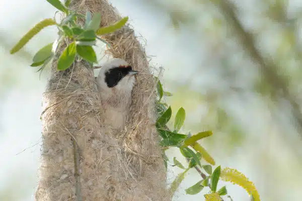 Beutelmeise sitzt im Nest aus Naturmaterialien im Schilfgebiet.