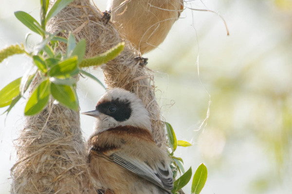 Beutelmeise beim Nestbau in einem Baum, umgeben von Blättern.