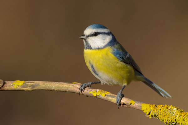 Blaumeise mit blau-gelbem Gefieder sitzt auf einem Ast.
