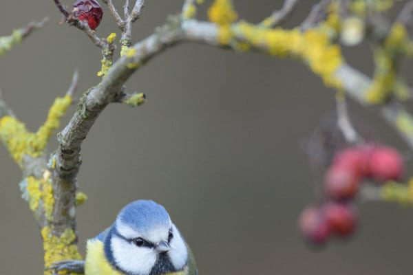 Blaumeise sitzt auf einem mit Flechten bewachsenen Ast im Winter.