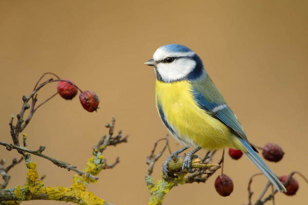 Blaumeise sitzt auf bemoostem Ast mit roten Beeren, Vogelansicht