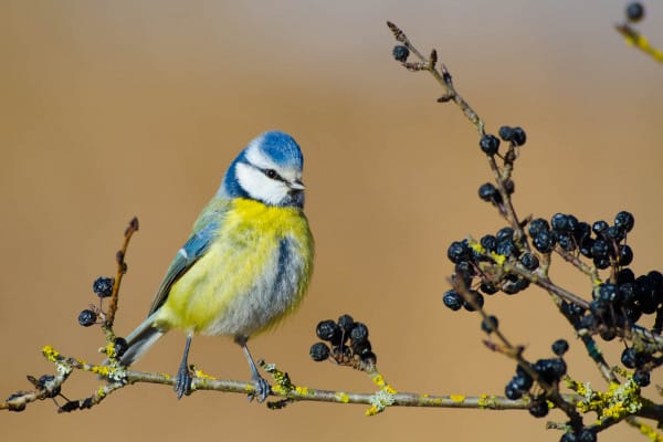 Blaumeise mit blau-gelbem Gefieder sitzt auf einem Schlehenzweig.