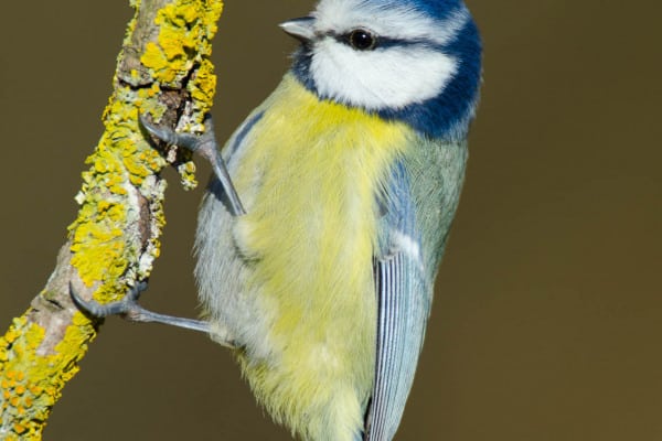 Blaumeise sitzt auf einem mit Flechten bewachsenen Ast.