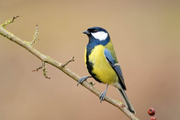 Kohlmeise mit gelber Brust und schwarzem Kopf sitzt auf einem Ast.