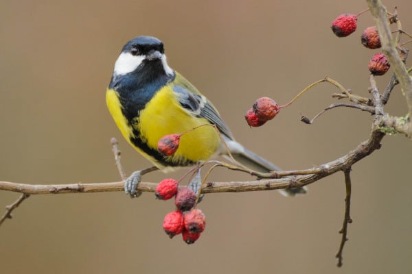 Kohlmeise sitzt auf Zweig und frisst rote Beeren, im Hintergrund unscharf.