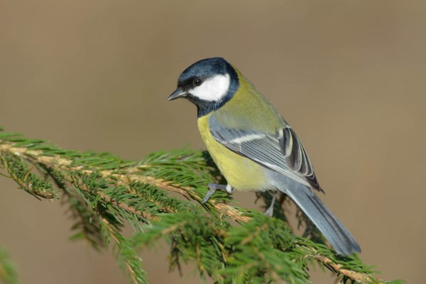 Kohlmeise sitzt auf einem Nadelbaumzweig.