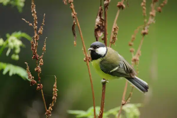 Kohlmeise sitzt auf einem getrockneten Zweig vor unscharfem Hintergrund