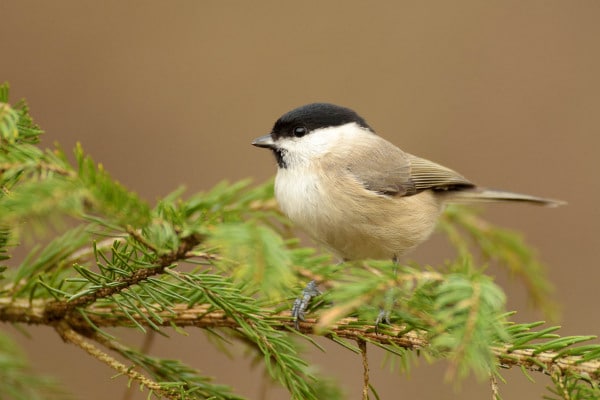 Sumpfmeise sitzt auf einem grünen Nadelbaumzweig.