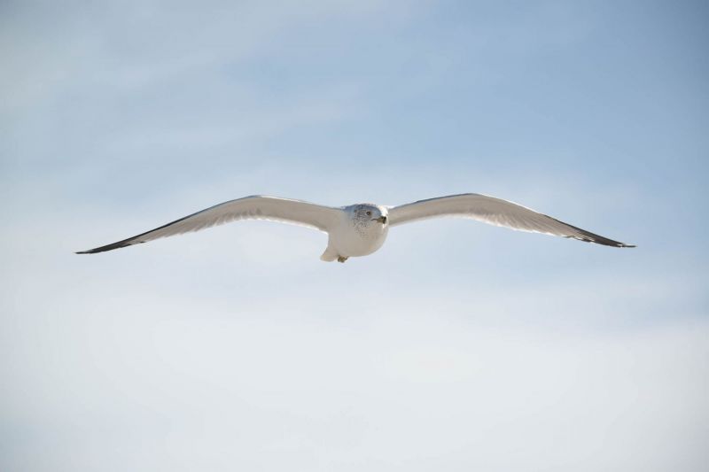 Amerikanische Silbermöwe mit ausgebreiteten Flügeln am Himmel.